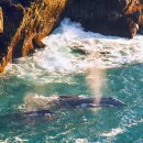 트레일즈 탐방 열번째 - 파이퍼 빅 서어 주립공원 (Pfeiffer Big Sur State Park) 이미지