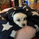 하트동물병원 이미지