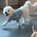 강아지 호텔 이미지