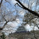 오호리 | 2025년 3월 26일 후쿠오카 벚꽃축제 후기 (오호리공원,마이즈루 공원)
