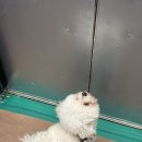 원통셀프세차장 | [쥬니로그] 오랜만에 강쥐로 가득한 12월 1주차 일상