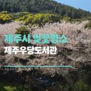 제주도 4월 벚꽃 숨은 명소, 제주우당도서관 🌸