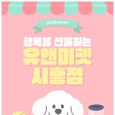 서구-61 | 인천서구랙돌분양 후기 🐾 부드러운 털과 온화한 성격, 유앤미펫배곧점에서 만난 특별한 아이