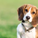 24시큰사랑동물병원 이미지