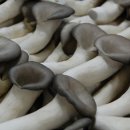 청정이원