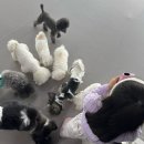 약지애견카페 | 인천아이와함께 가기 좋은 강아지카페 약지상주견애견카페 솔직후기