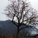 길안초등학교길송분교장 이미지