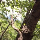 머루와 다래 이미지