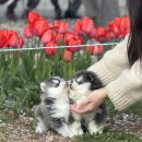 향기펫샵 | 송도강아지분양, 직접 다녀온 솔직 후기