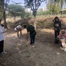 행복하 개 이미지