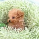 306 퍼피 이미지