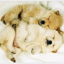 펫퍼스트 24시 강아지분양 고양이분양 파주운정점 이미지