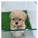 강아지분양 더펫 이미지