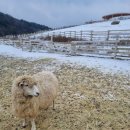 송포목장 이미지