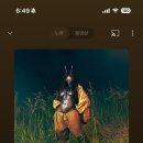 데이로즈