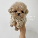 퍼피몽(애견분양) 이미지