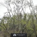 그린장 | [베어크리크춘천cc] ‘OUT>IN 코스’ 4월 라운딩 후기 (클럽하우스 아침, 그늘집) / 옹장골 닭갈비