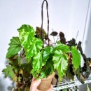 타이니젬 이미지