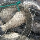 살구골낚시터 이미지