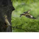 수원-0522 Daum카페