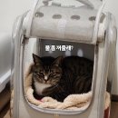 고양이미용&호텔 냥집사 이미지