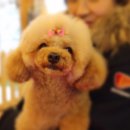 애견깍새 이미지