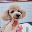 몽비쥬 펫살롱 | [거제애견미용] 몽비쥬펫살롱, 거제에서 반려견 예쁘게 꾸미고 싶다면? 여기로 오세요!
