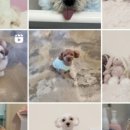 강아지 미장원 이미지