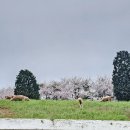 청운목장 이미지