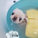 스파보드레 이미지