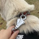 싸이펫 | 러프웨어 목줄, 리드줄, 하네스 사용후기 ( feat. 진돗개 산책용품, As 서비스 )