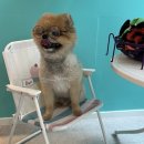 봉크닉