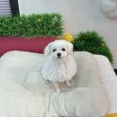 뽀송 애견미용 이미지