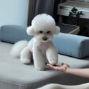 애니테티카 이미지