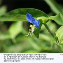 달개비 꽃 사랑 - 닭의장풀 이미지