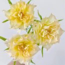 우리엘-Uriel-ウリエル 이미지