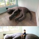 탐나는 고양이 이미지