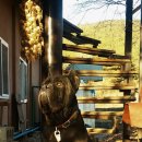 짱가짱가 이미지