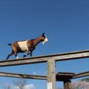 송영목장 이미지