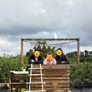 조천농장 | [제주여행] 제주공항 근처 귤따기체험 텐저린267감귤체험농장