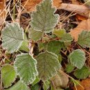 외씨버선길(영양연결구간) 이미지