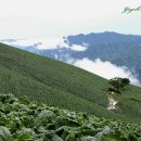 상동 태양광발전소 이미지