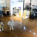 펫피플 스타필드명지점 이미지