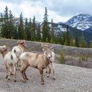 캐나다 로키산맥 큰뿔산양(Bighorn Sheep) 이미지