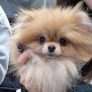 펫사랑일산점 | 일산 마이펫페어 2026 정보와 후기