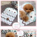 쿨 퍼피 이미지