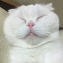 멘뮤샤 이미지