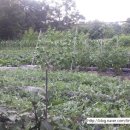 순만농장 이미지