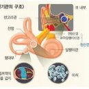 갑자기 어지럽고 식은땀 구토 어지럼증 왔다면? 이미지