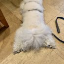 선유애견 이미지